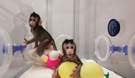 Por primera vez en la historia, logran clonar a un primate