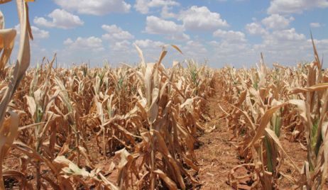 Diputados Nacionales de Cambiemos pidieron al gobernador Miguel Lifschitz que declare la Emergencia Agropecuaria por la sequía