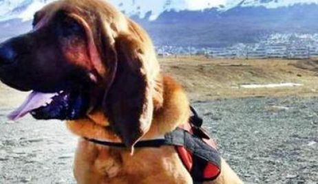 Tierra del Fuego: Perro sabueso encontró al joven perdido en un glaciar 
