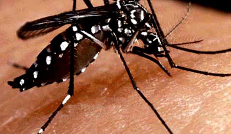 Confirman que ya son tres los casos de dengue en la provincia