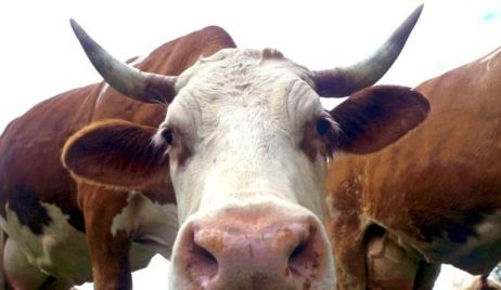 Científicos argentinos eliminan el gen de la vaca loca mediante nueva técnica
