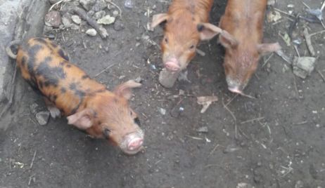 PROCEDIMIENTOS DE LA GUARDIA RURAL LOS PUMAS
