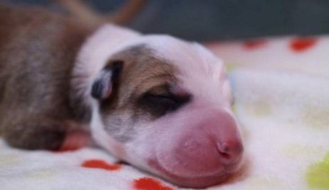 Familia porteña clonó su perro: “Es genéticamente idéntico”