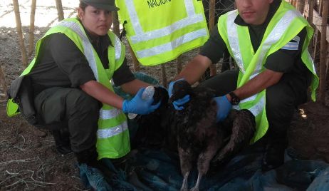 GENDARMERÍA NACIONAL RESCATÓ A UN CÓNDOR ANDINO QUE SE ENCONTRABA HERIDO