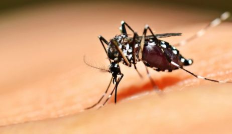 Científicos platenses advierten por variedad más agresiva del mosquito del dengue