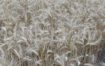 Trigo: rendimientos y calidad en baja