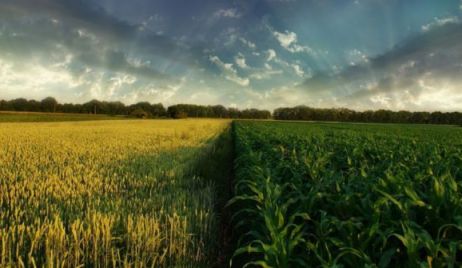 La Zona Núcleo irá por más trigo y maíz en el próximo ciclo