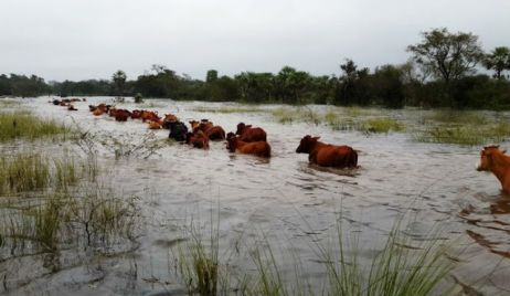 BAUCERO SOLICITA UN PLAN DE CONTINGENCIA PARA PEQUEÑOS GANADEROS ANTE LA CRECIDA DEL PARANÁ