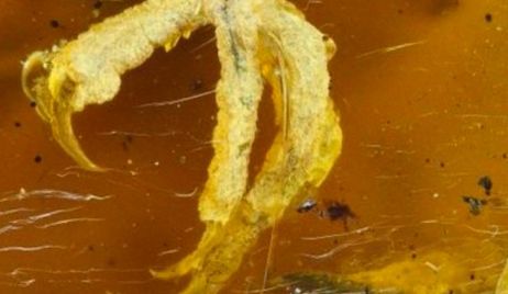 Un ave quedó atrapada en resina. Nadie pensó que ésta haría que se conservase 99 millones de años