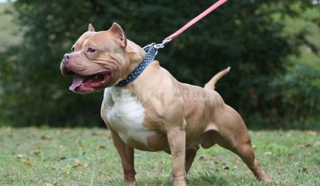 Una niña de un año murió tras ser atacada por un perro Pitbull