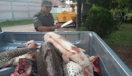 Secuestraron e incineraron casi media tonelada de pescado no apto para consumo humano