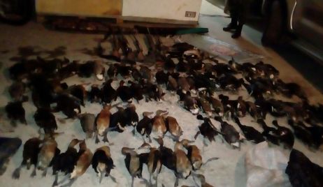 PROCEDIMIENTOS DE LA GUARDIA RURAL LOS PUMAS.