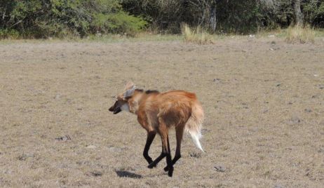 Se  liberó en Alejandra a un ejemplar de Aguará Guazú