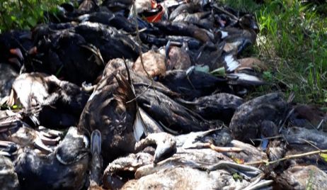 Se decomisaron 235 patos.