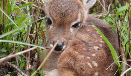 El venado de Las Pampas, en peligro crítico