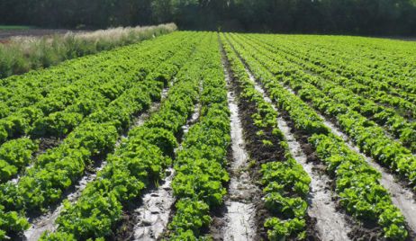 LA PROVINCIA CONVOCA A PRODUCTORES PRIMARIOS A ACTUALIZAR SU REGISTRO VÍA WEB