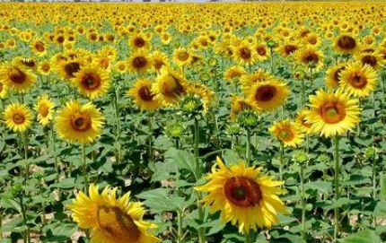 VERA Y EL RENDIMIENTO DE GIRASOL Y MAIZ