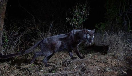 Un raro leopardo negro es fotografiado en África