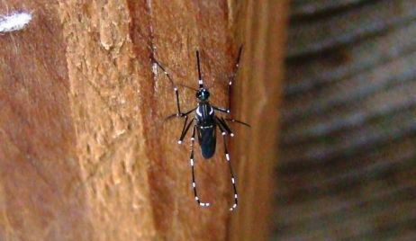 Reconquista: confirman 6 nuevos casos de dengue.