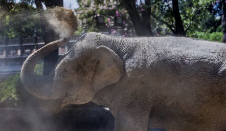 La increíble historia de la elefanta Mara y los preparativos para su traslado a Brasil