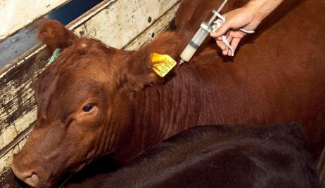 El Senasa ratifica su plan de vacunación contra la fiebre aftosa