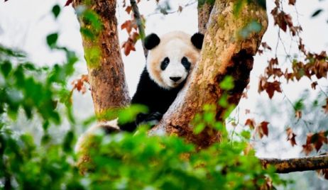 Día Mundial del Medio Ambiente 2020, por una recuperación verde y sostenible