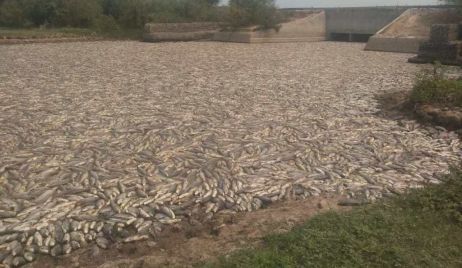 Formosa: Millones de peces muertos en el Bañado la Estrella