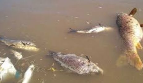 LA BAJANTE HISTÓRICA ES EL MOTIVO PRINCIPAL DE LA MORTANDAD DE PECES DURANTE EL ÚLTIMO BIMESTRE
