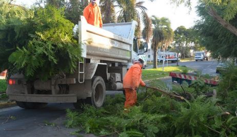 SERVICIO DE RECOLECCIÓN DE RAMAS RESTRINGIDO