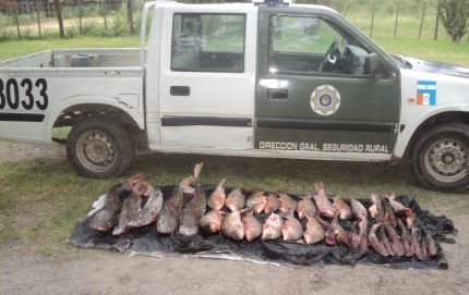 DECOMISO DE SABALOS, ARMADOS Y SECUESTRO PREVENTIVO DE 16  ANIMALES PORCINOS