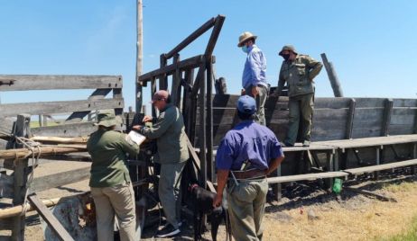 Tres detenidos por el robo de hacienda  en el norte de Santa Fe