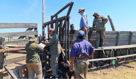 Tres personas más quedaron en prisión preventiva por abigeato en el norte provincial