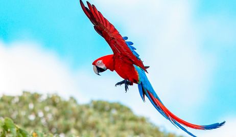 Vuelan en Corrientes guacamayos rojos, una especie extinta hace más de 170 años