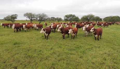 Santa Fe trabaja junto a Nación para otorgar aportes no reintegrables a productores ganaderos del norte provincial