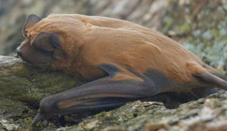 EL MUSEO PROVINCIAL ÁNGEL GALLARDO IDENTIFICÓ UNA NUEVA ESPECIE DE MURCIÉLAGO EN ARGENTINA