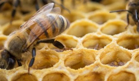 LA PROVINCIA FINANCIA UN PROYECTO SOBRE INNOVACIÓN EN LA CADENA DE MIEL