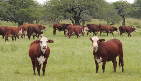 LA PROVINCIA ABRIÓ LA INSCRIPCIÓN AL PROGRAMA CARNES SANTAFESINAS 2030 A PRODUCTORES GANADEROS DEL NORTE PROVINCIAL