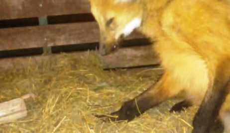 Se pusieron a resguardo varios animales silvestres