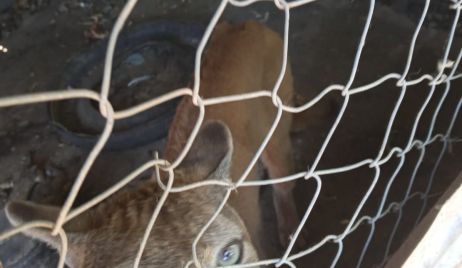 CALCHAQUÍ: SECUESTRO DE UN PUMA EN CAUTIVERIO.
