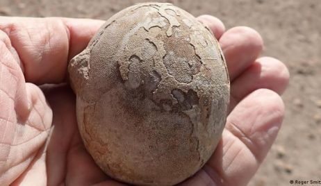 Encuentran un nido con más de 100 huevos de dinosaurios en la patagonia argentina