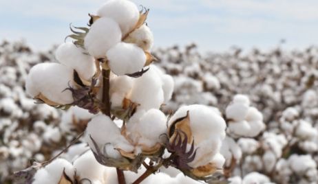 LA PROVINCIA ABRIÓ LA INSCRIPCIÓN AL REGISTRO NACIONAL DE PRODUCTORES ALGODONEROS