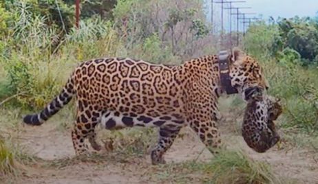 Corrientes: nacieron dos yaguaretés en total libertad después de 70 años