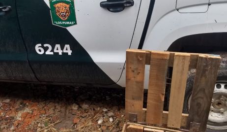 ROMANG: procedieron a la liberación de un Oso Melero