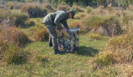 Garabato: Ocultaban 106 aves en el doble fondo de un rodado