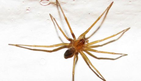 Araña del rincón: cómo reconocerla y qué hacer en caso de picadura