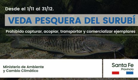 DESDE EL 1 DE NOVIEMBRE RIGE LA VEDA DE PESCA DEL SURUBÍ