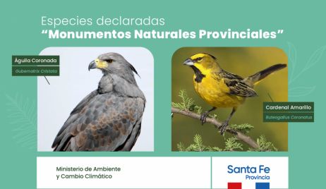 DOS NUEVOS MONUMENTOS NATURALES PROTEGIDOS POR LEY: CARDENAL AMARILLO Y ÁGUILA CORONADA