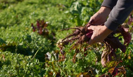 SE LANZA UNA LÍNEA DE ASISTENCIA SIN REINTEGRO PARA PEQUEÑOS PRODUCTORES HORTÍCOLAS