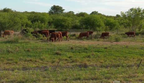 Animales bovinos sueltos