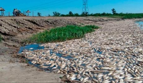 Contaminación del río salado: detectaron 30 agrotóxicos y metales pesados en sus aguas.